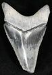 Serrated Bluish Gray  Bone Valley Megalodon Tooth #22159-1